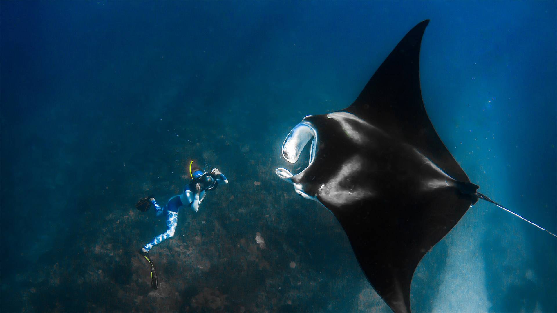 ../../_images/giant_manta.jpg