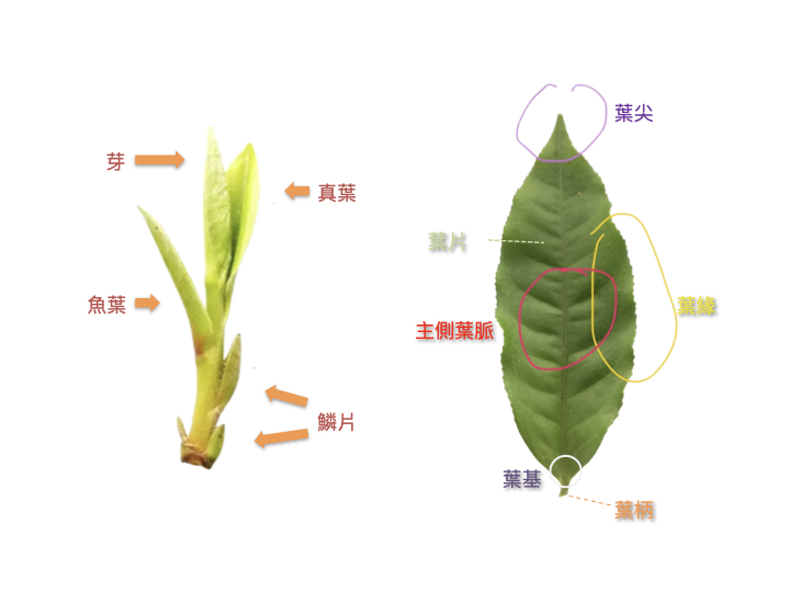 ../../_images/tea_leaf.jpg