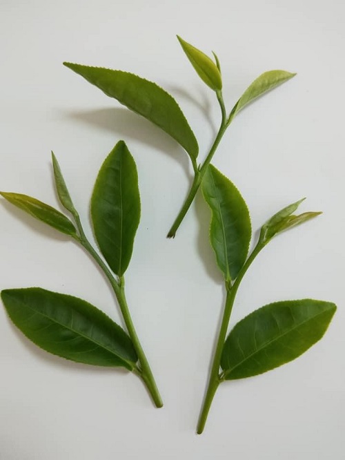 ../../_images/tea_leaf_1_3.jpg